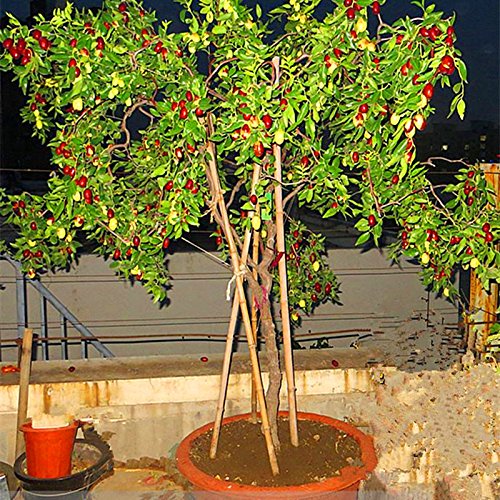 10 PC / gigantes Bolso rojo de la azufaifa Semillas Semillas deliciosa fruta exótica de la nutrición Raras Bonsai en maceta la planta del regalo Decoración Hogar y Jardín 2