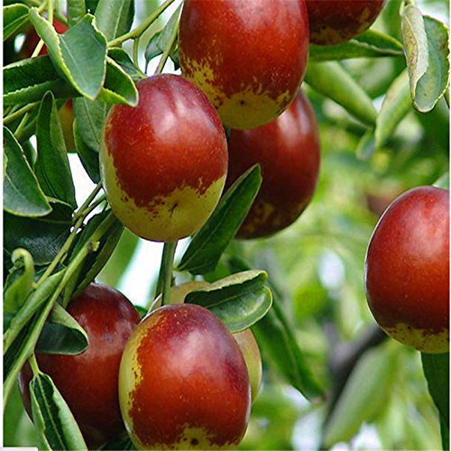 10 PC / gigantes Bolso rojo de la azufaifa Semillas Semillas deliciosa fruta exótica de la nutrición Raras Bonsai en maceta la planta del regalo Decoración Hogar y Jardín 2