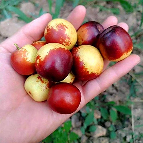 10 PC / gigantes Bolso rojo de la azufaifa Semillas Semillas deliciosa fruta exótica de la nutrición Raras Bonsai en maceta la planta del regalo Decoración Hogar y Jardín 2