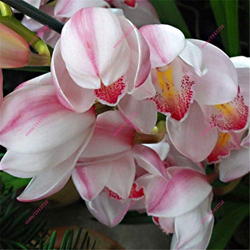 100 piezas de semillas de plantas de orquídeas Cymbidium chinas semillas de flores de macetas de orquídeas de interior semillas de orquídeas cigarra