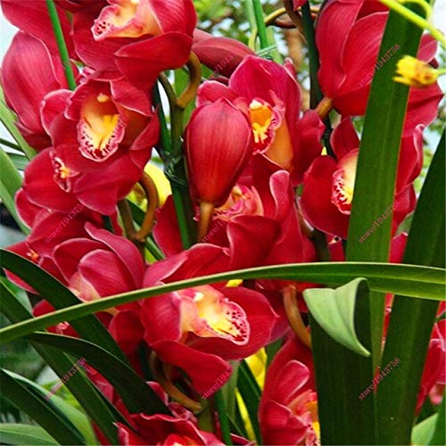 100 piezas de semillas de plantas de orquídeas Cymbidium chinas semillas de flores de macetas de orquídeas de interior semillas de orquídeas cigarra