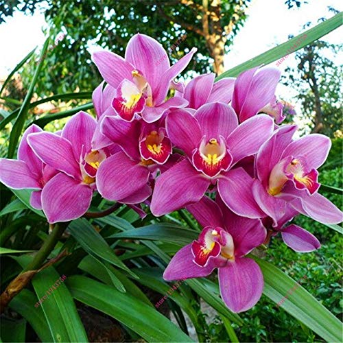 100 piezas de semillas de plantas de orquídeas Cymbidium chinas semillas de flores de macetas de orquídeas de interior semillas de orquídeas cigarra