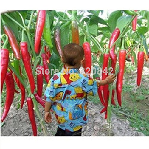 30pcs / bolsa de semillas de pimiento chile Bonsai Semillas Sementes flores comestibles Plantas Rojo gigante del pimiento picante Inicio plantación de semillas de hortalizas