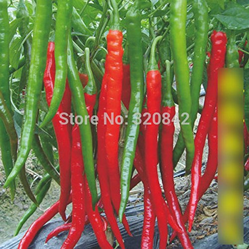 30pcs / bolsa de semillas de pimiento chile Bonsai Semillas Sementes flores comestibles Plantas Rojo gigante del pimiento picante Inicio plantación de semillas de hortalizas