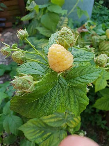 40 mezcla de frambuesa frambuesa comestible de una rareza de planta de semilla semilla #12