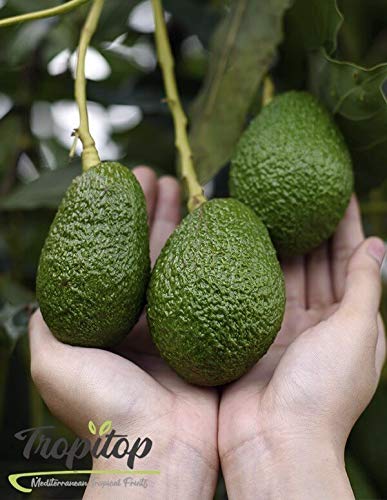 Aguacates Hass frescos | Caja de fruta de 4 Kg | TropiTop