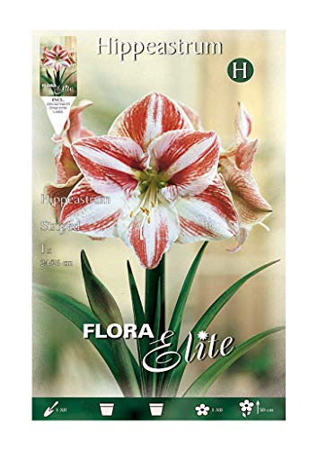 Amarilis estriado Rojo Blanco 24/26cm