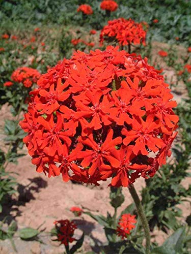 ASTONISH SEEDS: 10 PC/Los Lycoris Arten von frischen Zwiebeln Gartenpflanzen olla Bonsai Red Hot Bana Birnen 12 Farben erhltlich samen nur