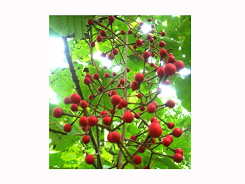 Chino Wonder Tree Idesia polycarpa, Rara Fragante Floración Árbol Planta, Flores Perfumadas, Frutas comestibles, Árbol resistente, 10-15cm de alto, no ramificado, sin hojas en invierno