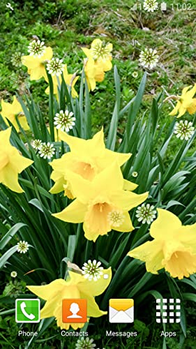 Fondos de Pantalla de Daffodils Live