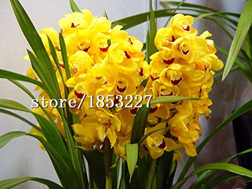 Gran venta 100Pcs / Bolsa Orquídea Cymbidium, Cymbidium amarillo, Planta de orquídea Cymbidium, Semillas de flores Bonsai, Crecimiento natural, Planta para el hogar G