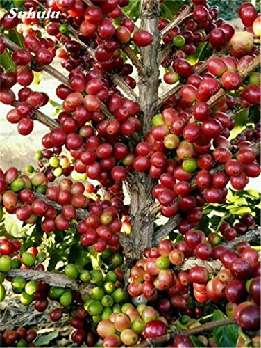 ¡Gran venta! 15 Semillas Semillas piezas de Coffea arabica grano de café tropical Bonsái, Semillas de frutas perenne de café profesionales Jardín de plantas
