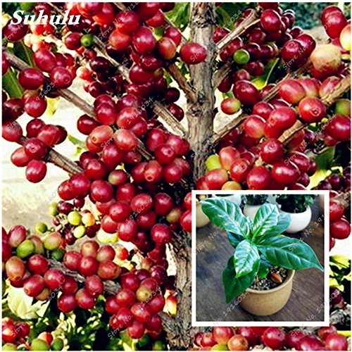 ¡Gran venta! 15 Semillas Semillas piezas de Coffea arabica grano de café tropical Bonsái, Semillas de frutas perenne de café profesionales Jardín de plantas
