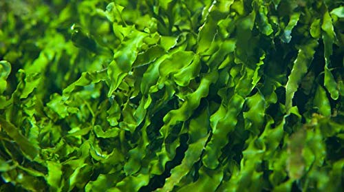 Indigo Herbs Lechuga de Mar Algas Marinas 50g - Irlandés Cosechado - Sea Lettuce