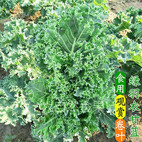 Kale Seeds Primavera y Otoño Invierno Ornamental Semillas de flores comestibles Polvo rojo Blanco Verde Four Seasons Balcón Planta en maceta 300g