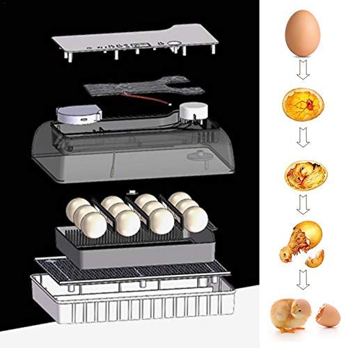 KKTECT Incubadora de Huevos de 12 Huevos Máquina nacedora Huevo Giratorio automático de Temperatura Ajustable para Huevos de gallina, Huevos de Pato, Huevos de Paloma, Huevos de Ganso