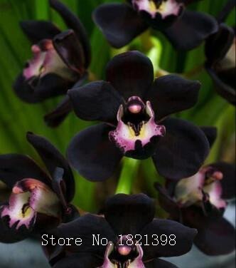 La venta caliente 50pcs rara orquídea Cymbidium, Cymbidiums semillas africanas, semillas de flores bonsai, plantas para el jardín de 9