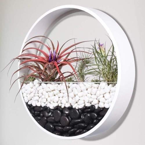 Macetas Colgantes Pared Modernas,Maceta para Flores Pared Colgante Florero DIY Bonsáis con Soporte Extraíble para Sala de Estar Ronda Metal Vaso Jarrones Macetero Plantador con Orificio Drenaje