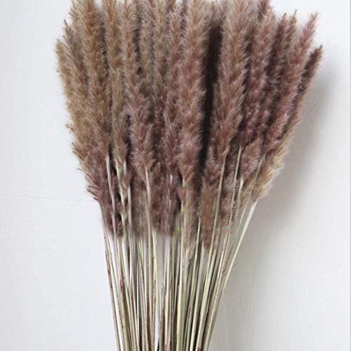 Moshone 30PCS / Longitud 45-50cm Real Secado Natural de la Hierba Reed Flor, Seco Pequeño Espadaña Bouquet, Pampas cañas, la decoración del hogar, decoración de la Boda (Color : Brown)