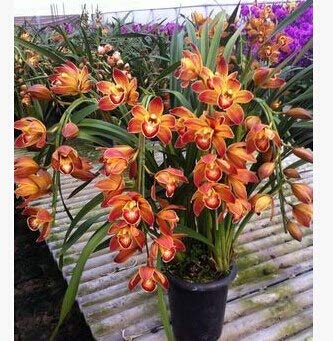 Naranja: Semillas de orquídeas Cymbidium Faberi Semillas Cigarra Orquídea Cymbidium Flores en maceta - 50 Semillas/Bolsa