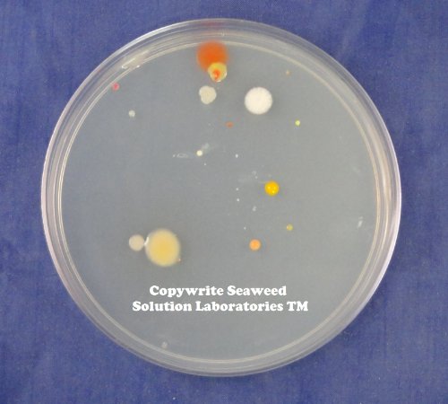 Nutrient Agar 100 grams by Seaweed Solution Laboratories