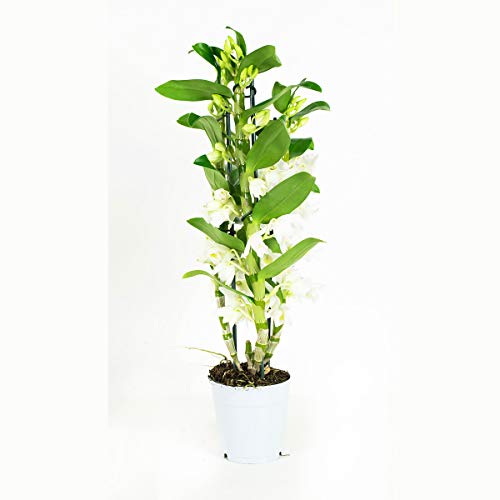 Orquídea de Botanicly – Bambú orquídea – Altura: 50 cm, 3 brotes, Flores blancas – Dendrobium Nobile Apollon