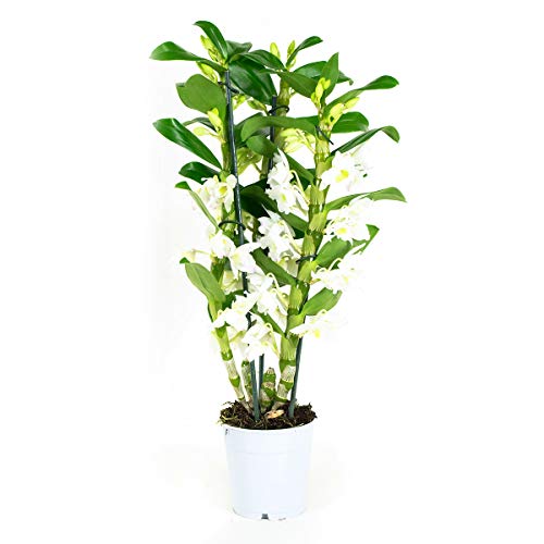 Orquídea de Botanicly – Bambú orquídea – Altura: 50 cm, 3 brotes, Flores blancas – Dendrobium Nobile Apollon