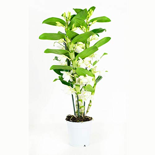 Orquídea de Botanicly – Bambú orquídea – Altura: 50 cm, 3 brotes, Flores blancas – Dendrobium Nobile Apollon