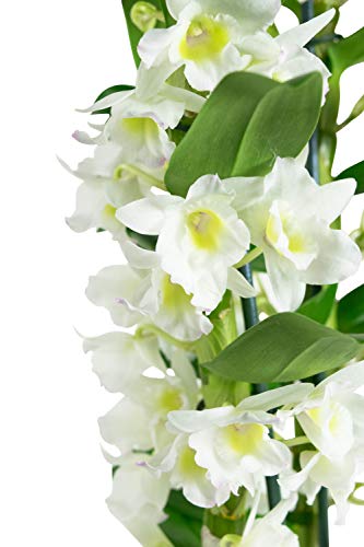 Orquídea flor blanca | Dendrobium | Planta interior | Altura 60 cm | Maceta 12 cm | Fácil mantenimiento