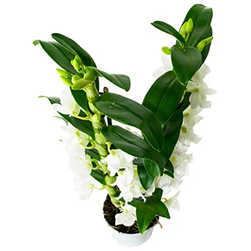 Orquídea flor blanca | Dendrobium | Planta interior | Altura 60 cm | Maceta 12 cm | Fácil mantenimiento