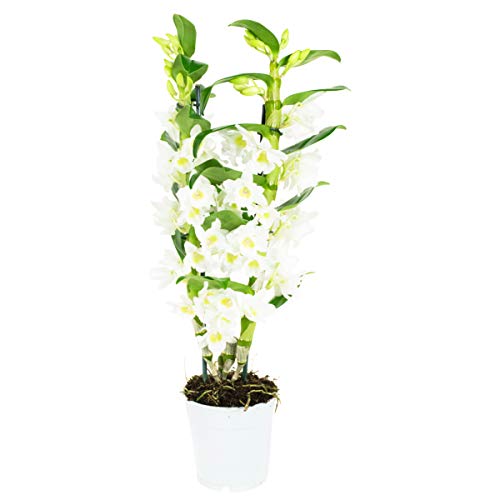 Orquídea flor blanca | Dendrobium | Planta interior | Altura 60 cm | Maceta 12 cm | Fácil mantenimiento