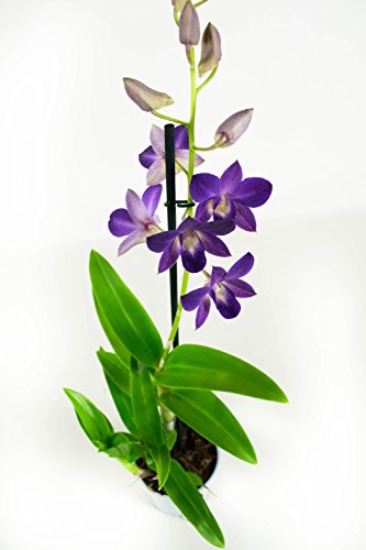 Orquídea Flor Violeta, 2 unidades, Dendrobium, planta interior, 55 cm de alto, 11 cm de diámetro, fácil mantenimiento.