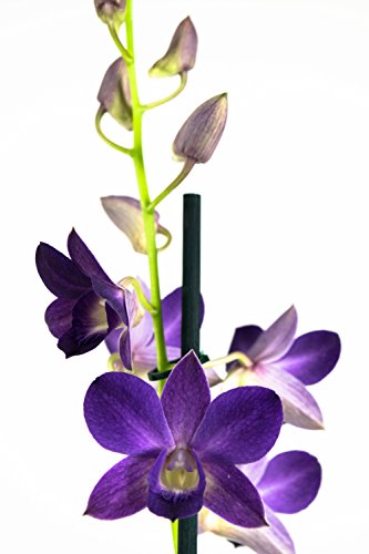 Orquídea Flor Violeta, 2 unidades, Dendrobium, planta interior, 55 cm de alto, 11 cm de diámetro, fácil mantenimiento.