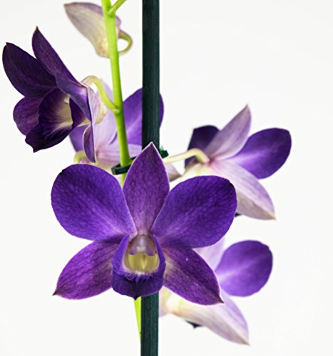 Orquídea Flor Violeta, 2 unidades, Dendrobium, planta interior, 55 cm de alto, 11 cm de diámetro, fácil mantenimiento.