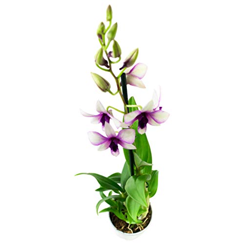 Orquídea - Flores blancas y moradas (2 unidades) | Dendrobium | Planta interior | Altura 55 cm | Maceta 11 cm | Fácil mantenimiento