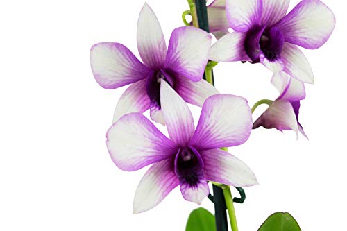 Orquídea - Flores blancas y moradas (2 unidades) | Dendrobium | Planta interior | Altura 55 cm | Maceta 11 cm | Fácil mantenimiento