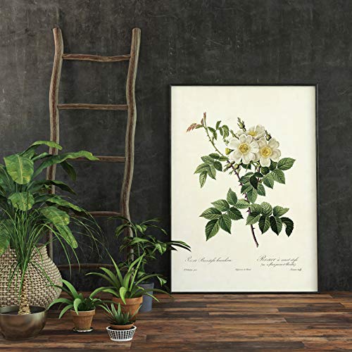 Panorama Póster Rosa Blanca Vintage 35x50cm - Impreso en Papel 250gr - Láminas Hojas Verdes - Láminas para Enmarcar - Cuadros Decoración Salón - Cuadros Botánica - Cuadros de Plantas