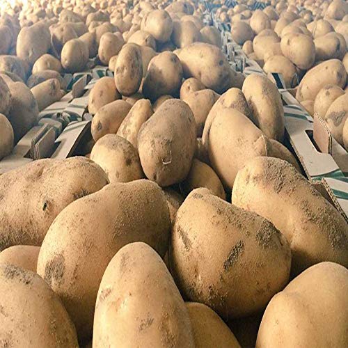 Patata Agria de Sanlucar 10KG, Especial para papas fritas, Producto Gourmet