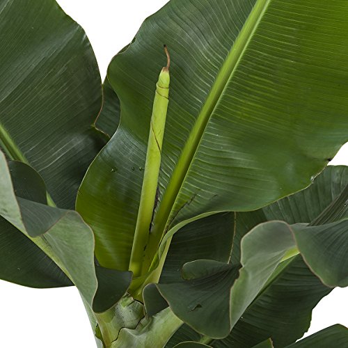 Planta de interior de Botanicly – Musa – Altura: 80 cm