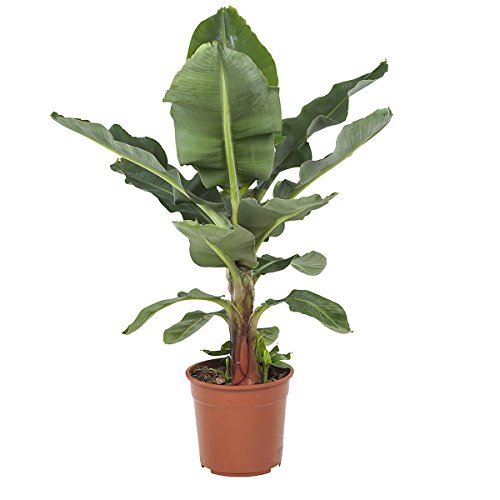 Planta de interior de Botanicly – Musa – Altura: 80 cm