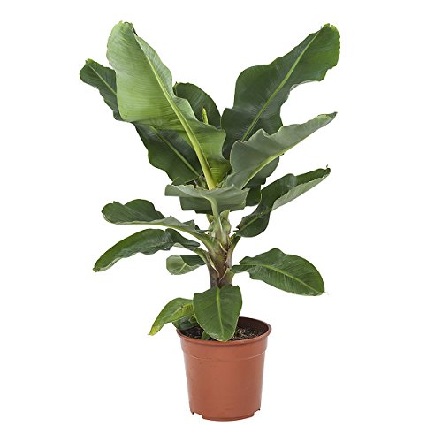 Planta de interior de Botanicly – Musa – Altura: 80 cm