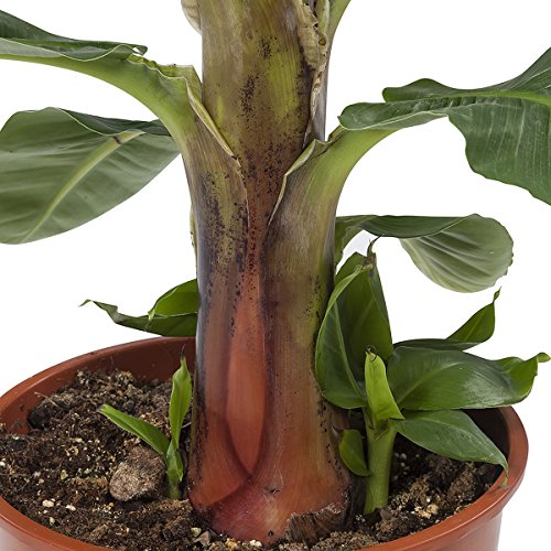 Planta de interior de Botanicly – Musa – Altura: 80 cm