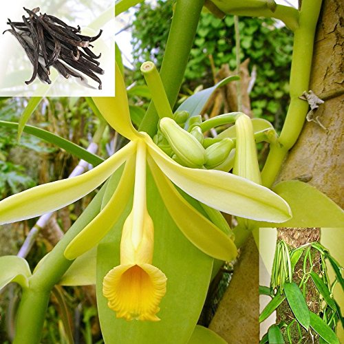 Planta de vainilla real - Vanilla planifolia - orquídea trepadora