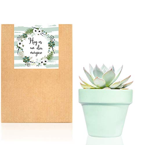 Planta Suculenta o Cactus natural en maceta verde pastel Sweet Mint - Planta para regalar entregada en caja de cartón kraft con mensaje"Hoy es un dia mágico" (Echeveria)