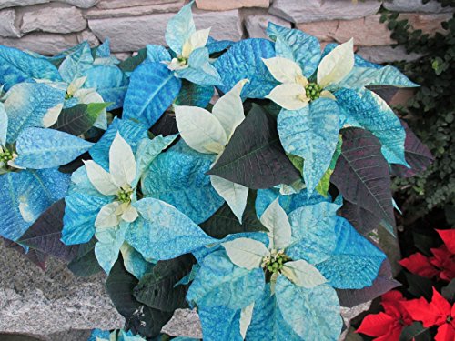 Poinsettia: Christmas floral (English Edition)