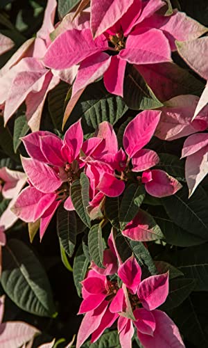 Poinsettia Wallpapers and Backgrounds