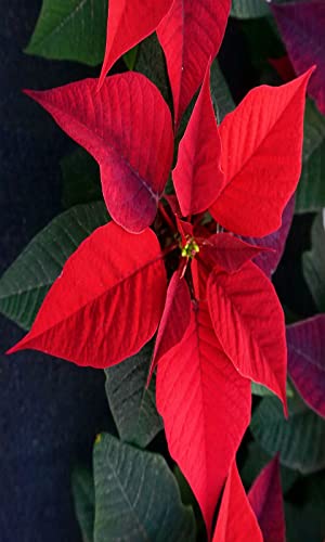 Poinsettia Wallpapers and Backgrounds