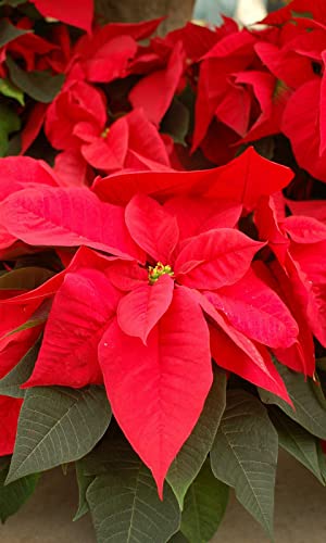 Poinsettia Wallpapers and Backgrounds