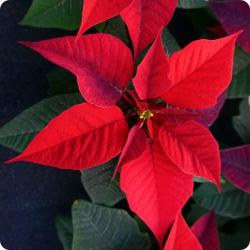 Poinsettia Wallpapers and Backgrounds