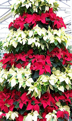 Poinsettia Wallpapers and Backgrounds